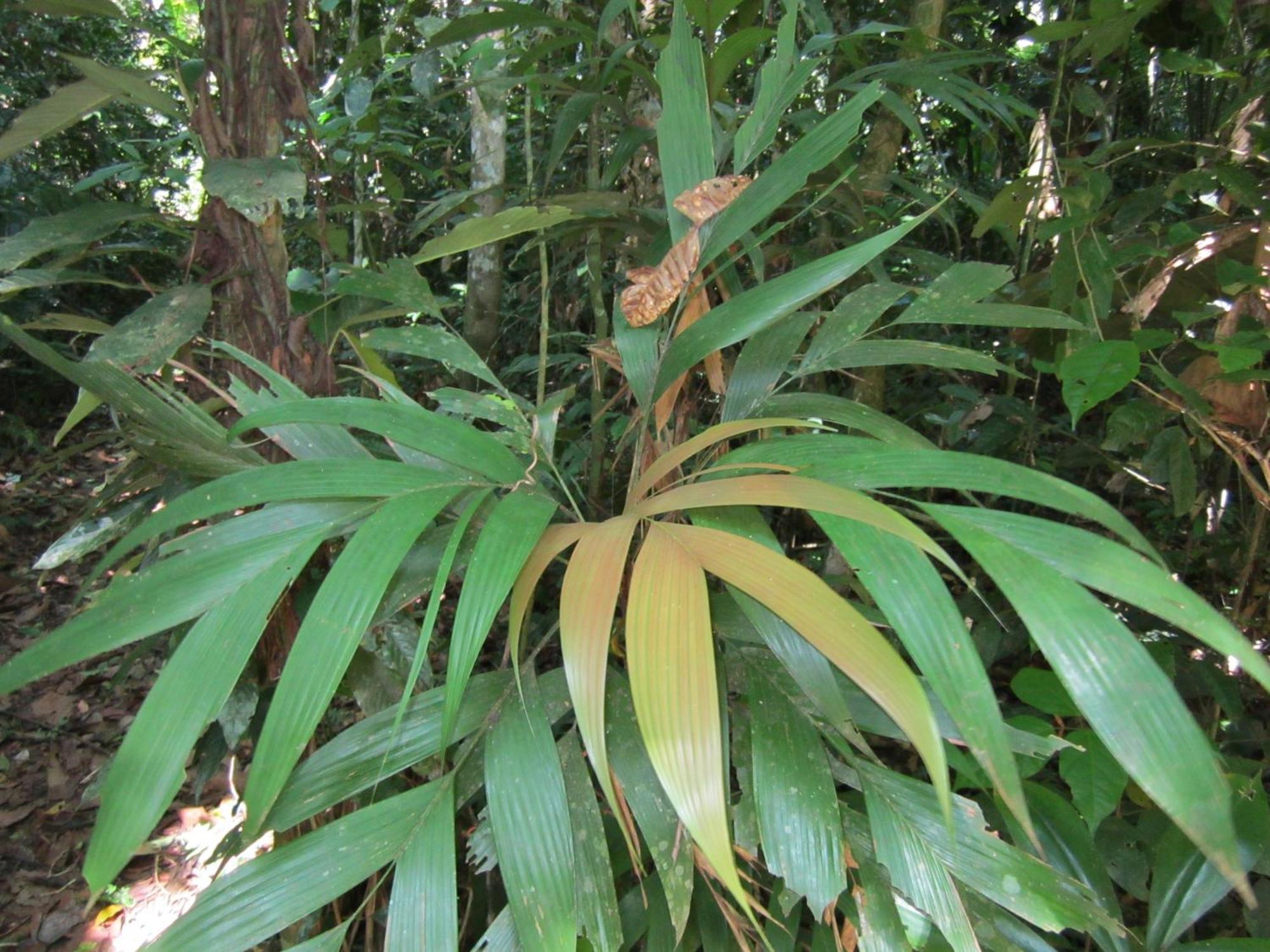 Tambopata River Puerto Maldonado Kültér fotó