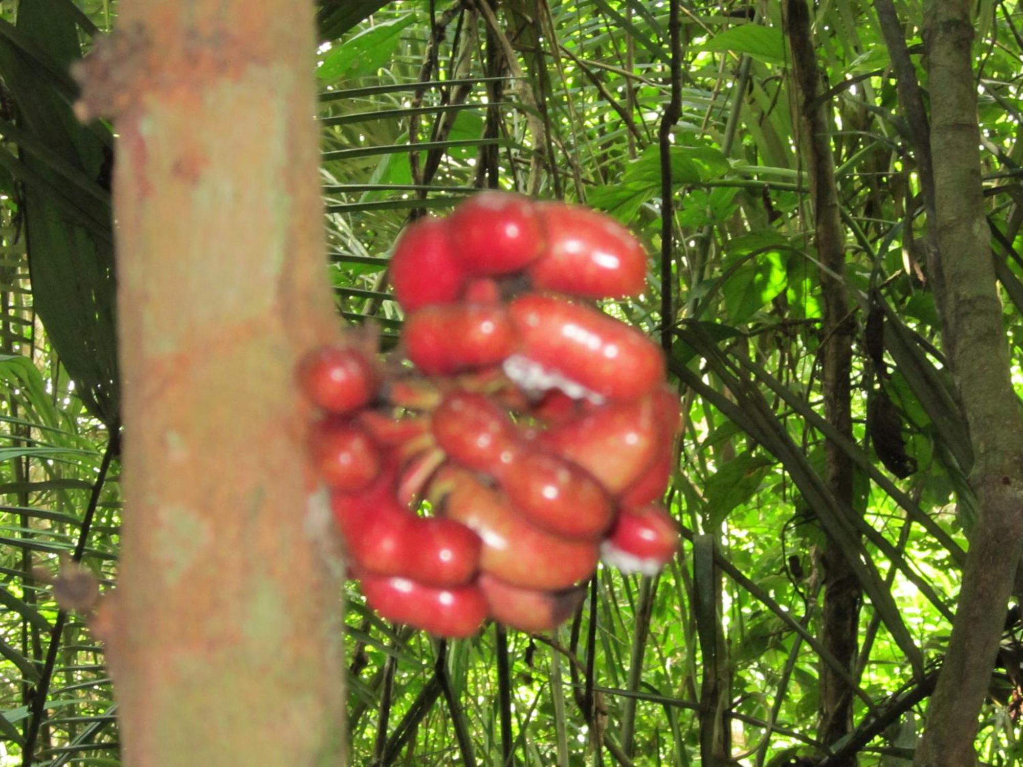 Tambopata River Puerto Maldonado Kültér fotó