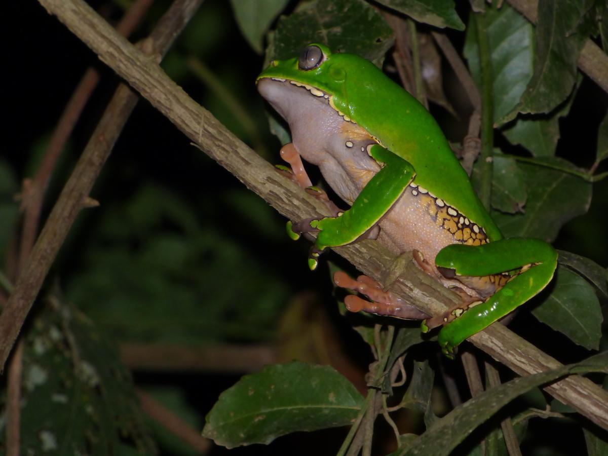Tambopata River Puerto Maldonado Kültér fotó